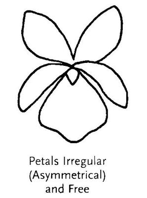Petals Irregular Asymmetrical and Free