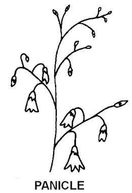 Panicle Flower Arrangement