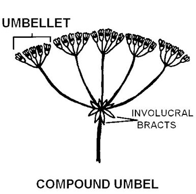 Compound Umbel Flower Arrangement  