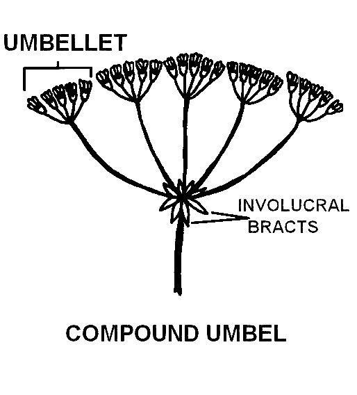 Compound Inflorescence