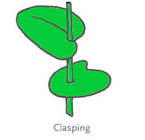  Leaf Arrangement Clasping
