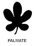 Palmate