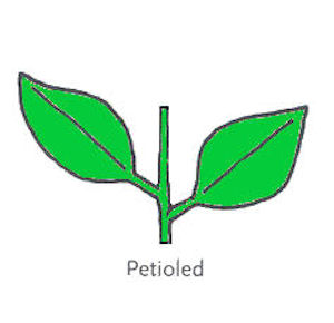  Leaf Arrangement Petioled