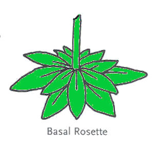  Leaf Arrangement Basal Rosette