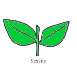  Leaf Arrangement Sessile