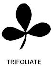 Trifoliate