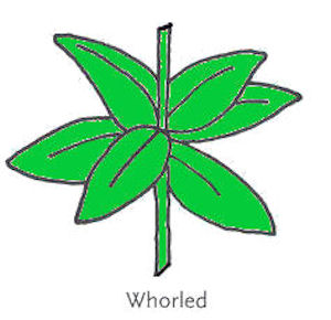  Leaf Arrangement Whorled