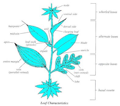 Leaf Characteristics Chart