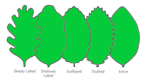 Ohio Leaf Identification Chart