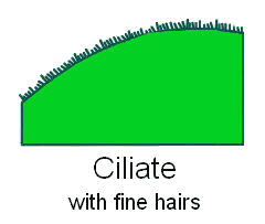  Leaf Margin Ciliate