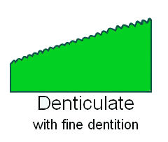  Leaf Margin Denticulate