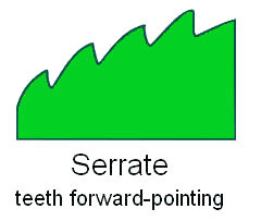  Leaf Margin Serrate