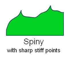  Leaf Margin Spiny