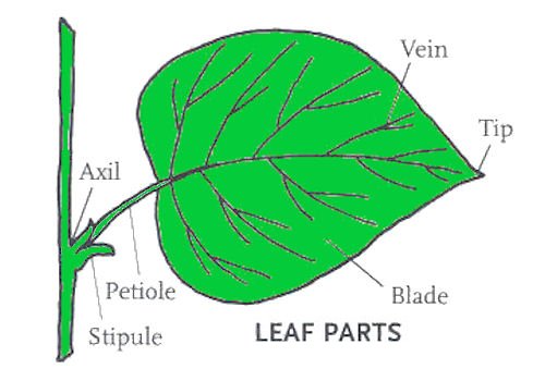 Leaf Chart With Names