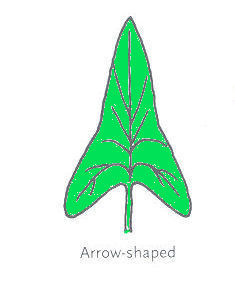 Leaf Arrow