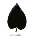 Cordate Leaf Shape