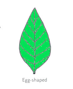 Egg Leaf Shape