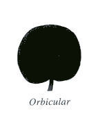 Orbicular Leaf Shape