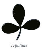 Trifoliate Leaf Shape