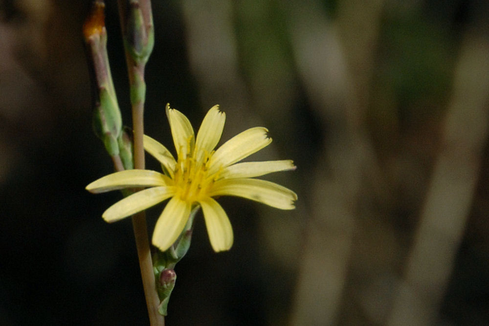 Annual Agoseris 