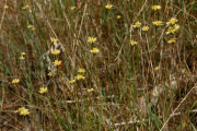 Agoseris, Annual