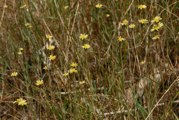 Orange Agoseris 