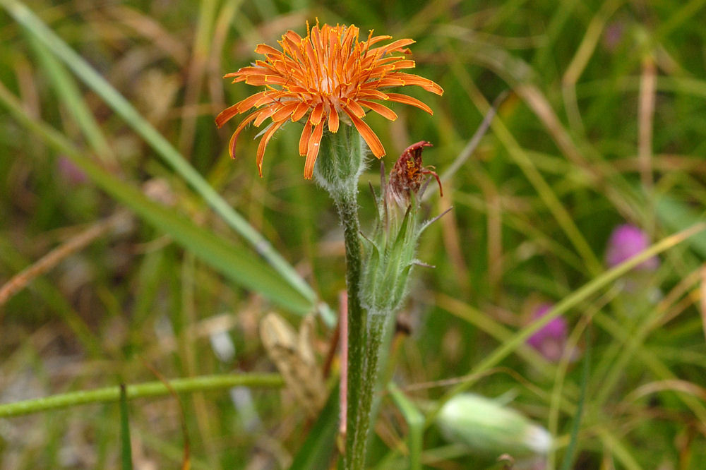 Orange Agoseris 