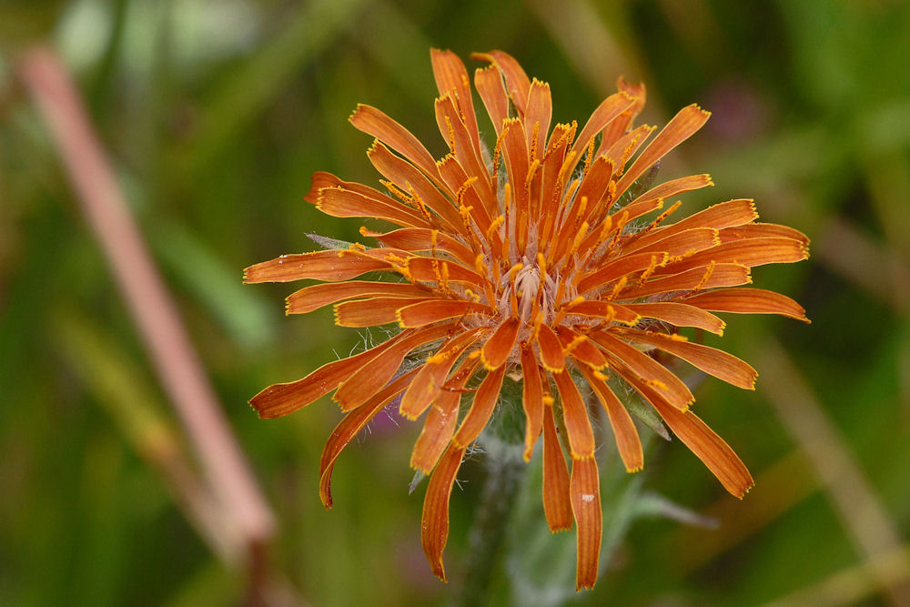 Orange Agoseris 