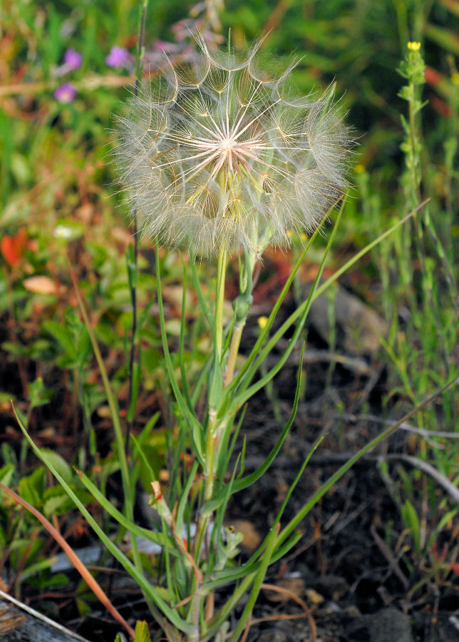 Spearleaf Agoseris 