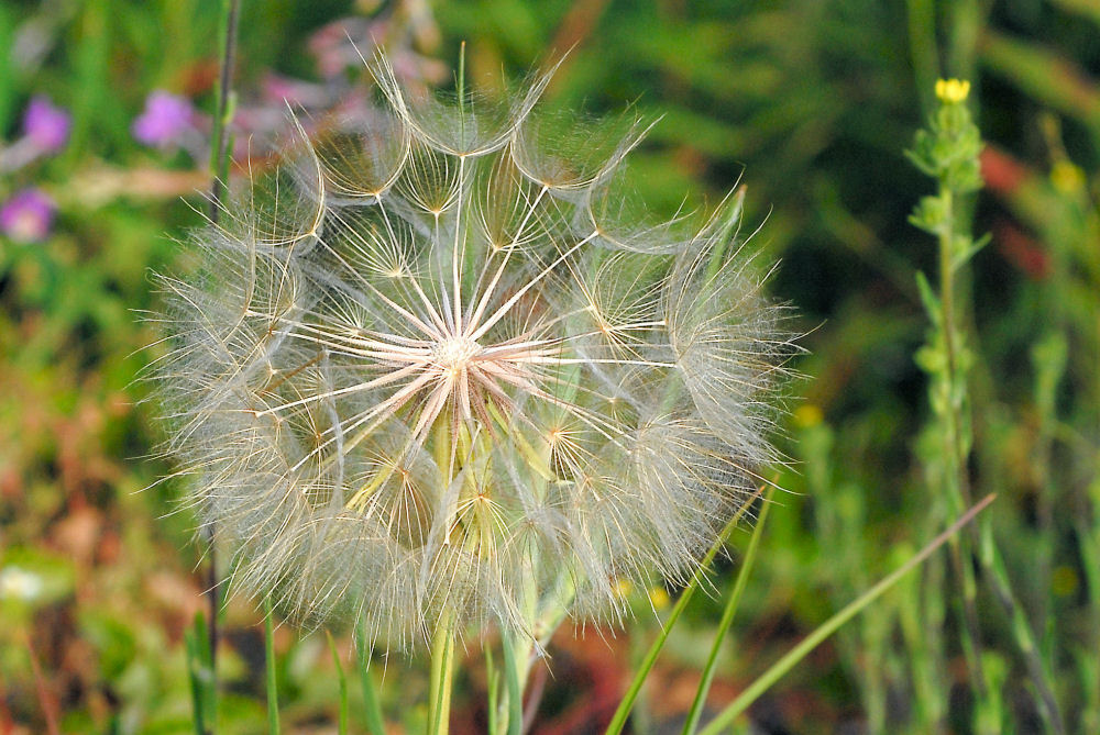 Spearleaf Agoseris 