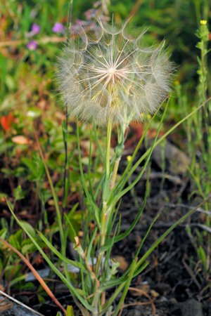 Spearleaf Agoseris 