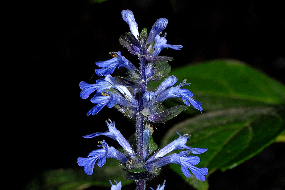 Ajuga Reptans 