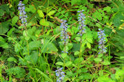 Ajuga Reptans