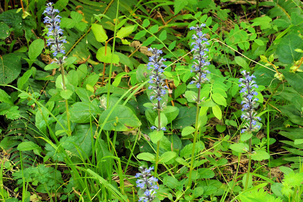 Ajuga Reptans Blooming