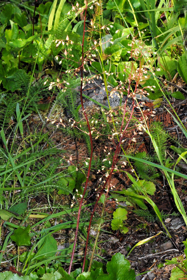 Small Flowered Alumroot 