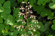 Alumroot, Small Fowered