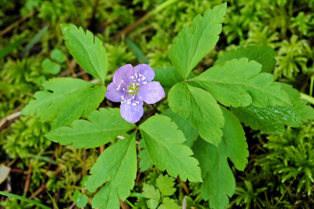 Wildflowers Found in Oregon