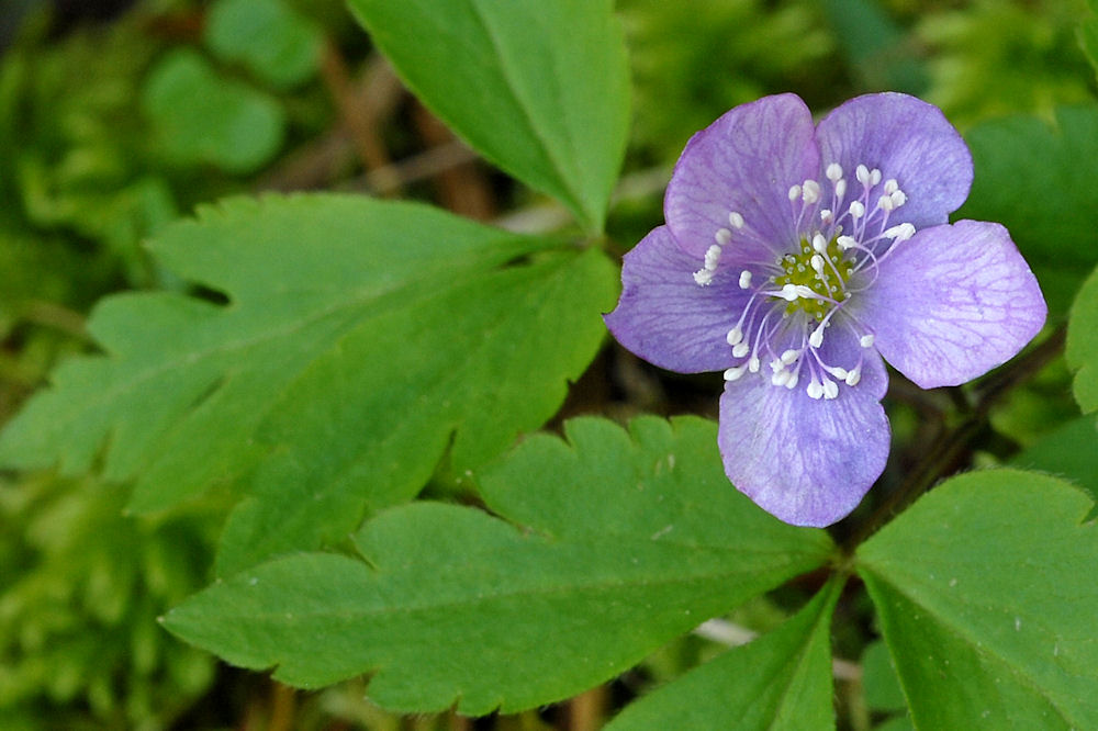 Wildflowers Found in Oregon