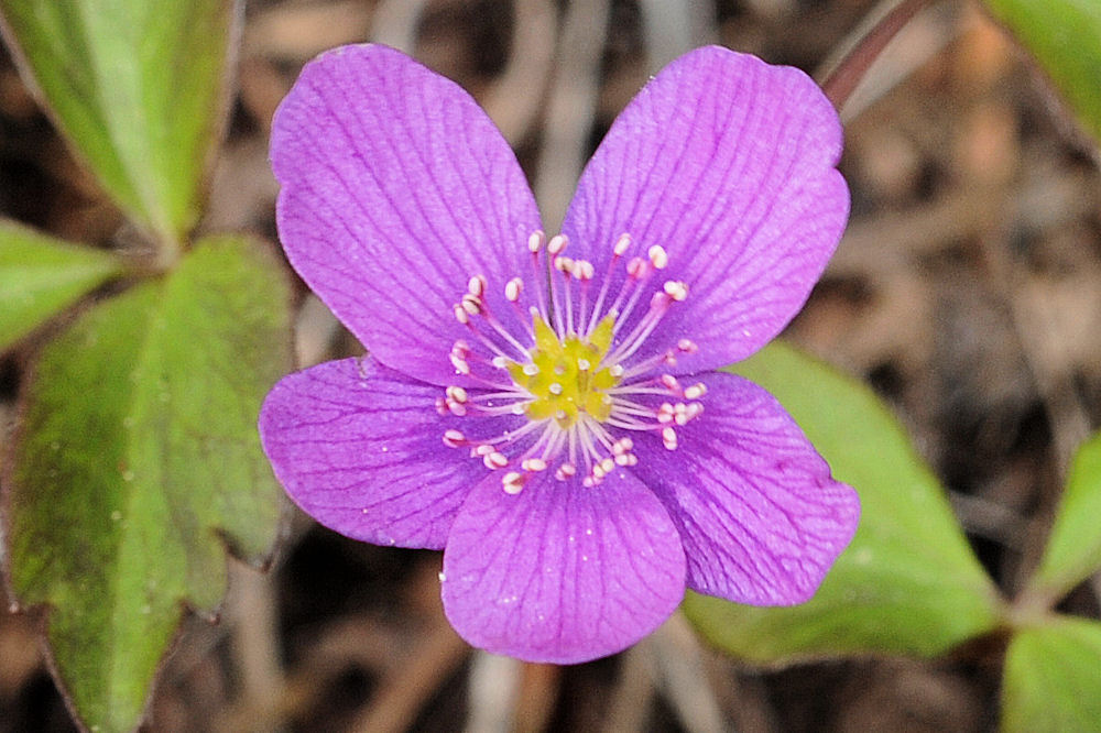 Wildflowers Found in Oregon