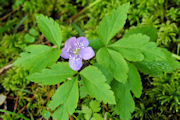 Anemone, Oregon