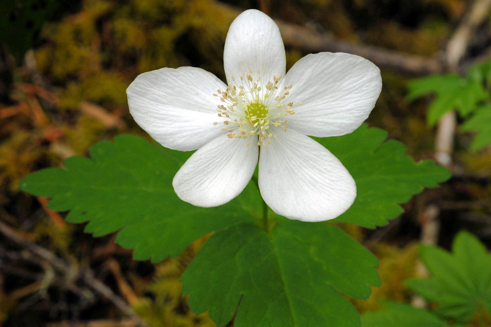 Three Leaved Anemone - Wildflowers Found in Oregon