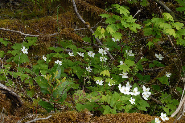 Three Leaved Anemone