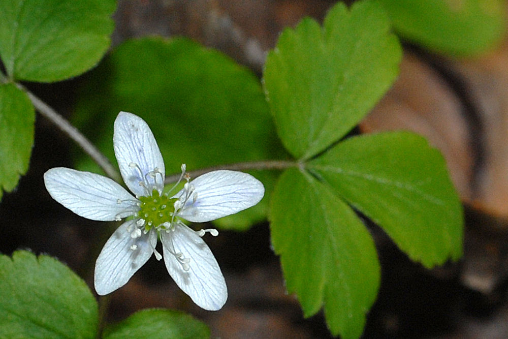 Western Wood Anemone - Wildflowers Found in Oregon