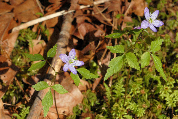 Western Wood Anemone