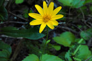 Arnica, Mountain