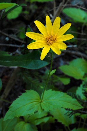 Mountain Arnica