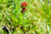 Asphodel, Western False