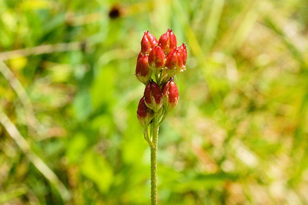 Western False Asphodel