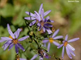 Aster, Cascade