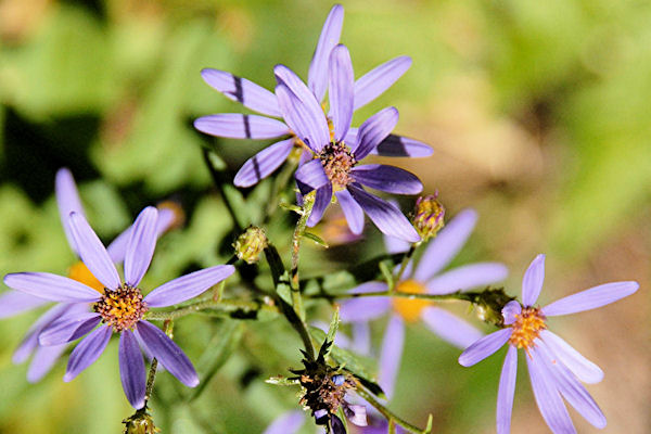 Cascade Aster 